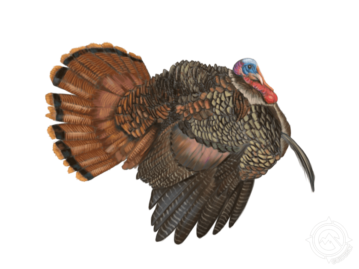 Osceola Turkey