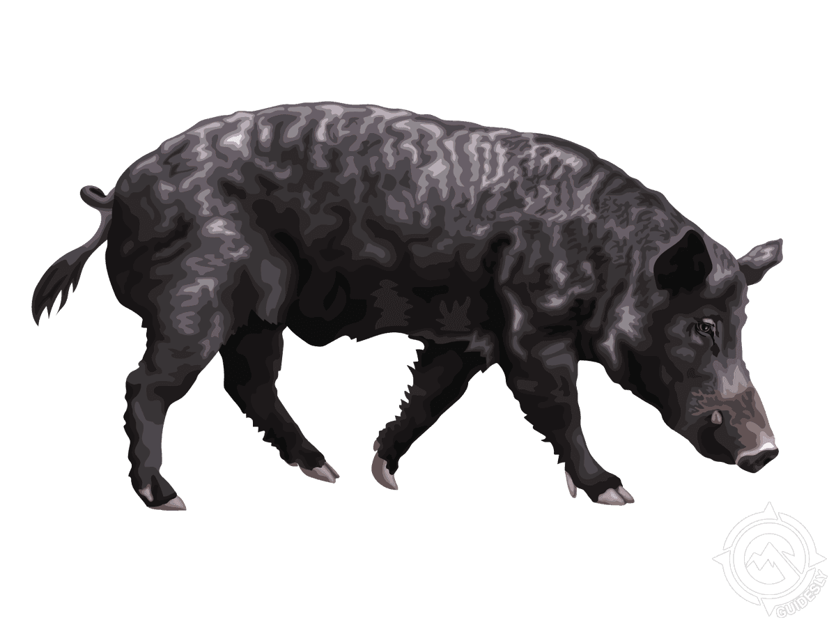 Wild Hog