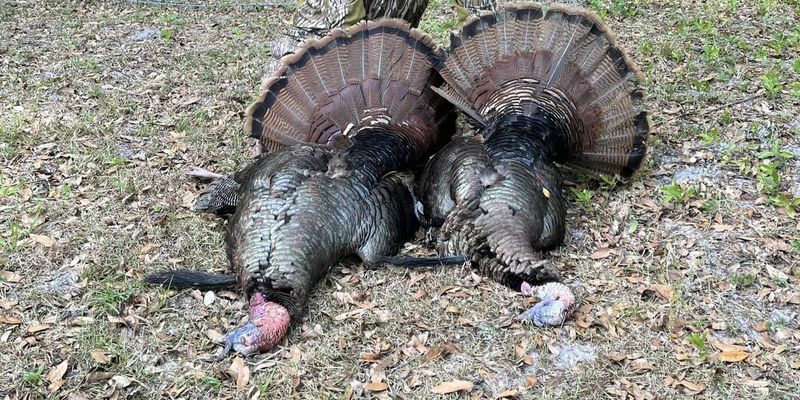 Florida Turkey Hunt | 3 Days Turkey Hunt 